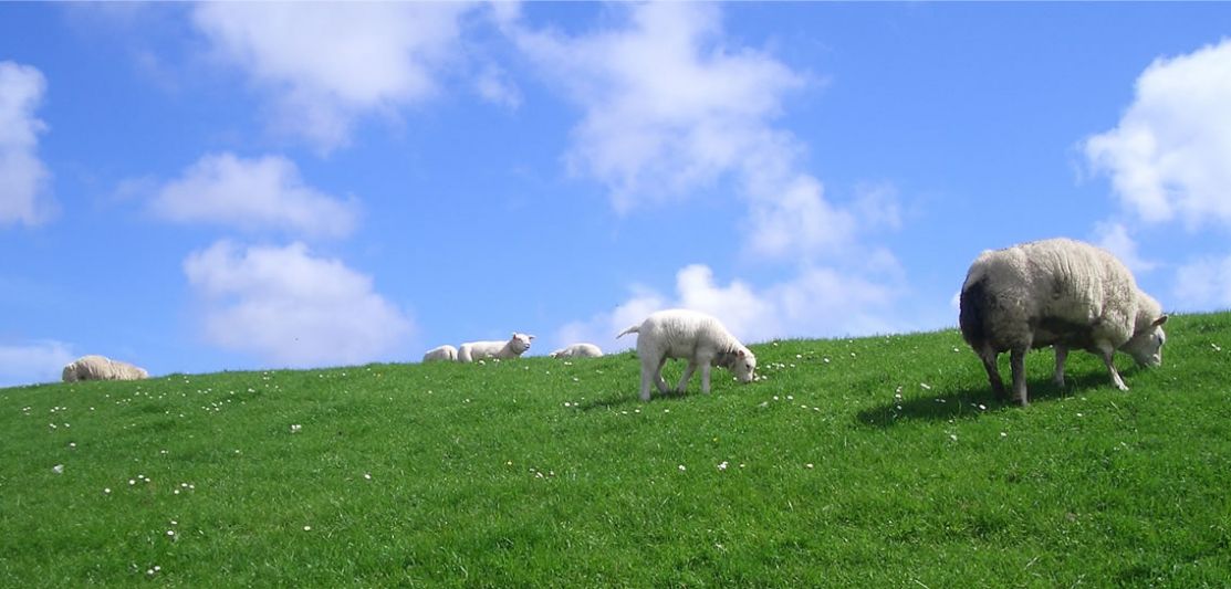 Grasende Schafe auf einem Deich